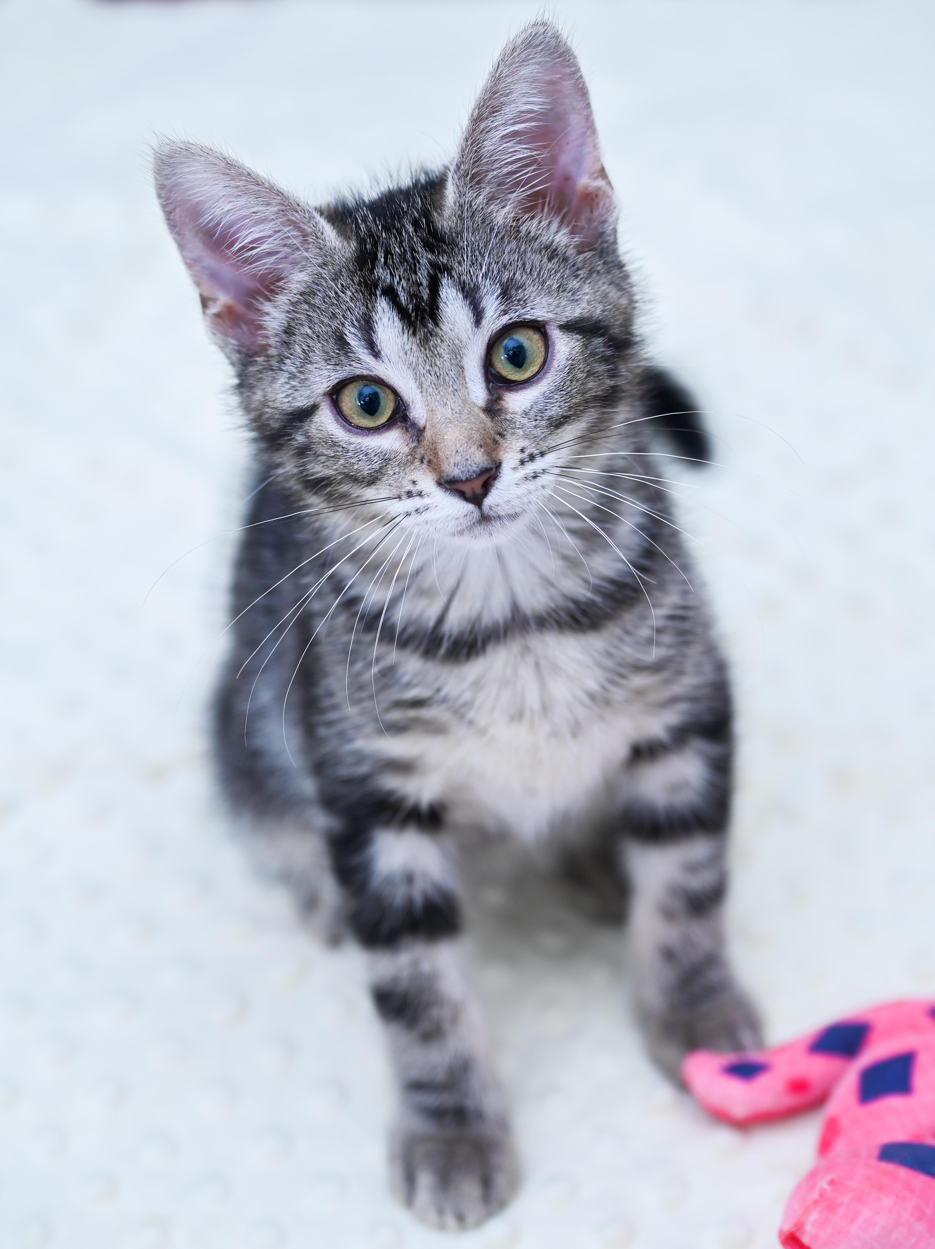 Enlarge Moon Pie, an adoptable mixed breed in Chattanooga, TN image 6/6