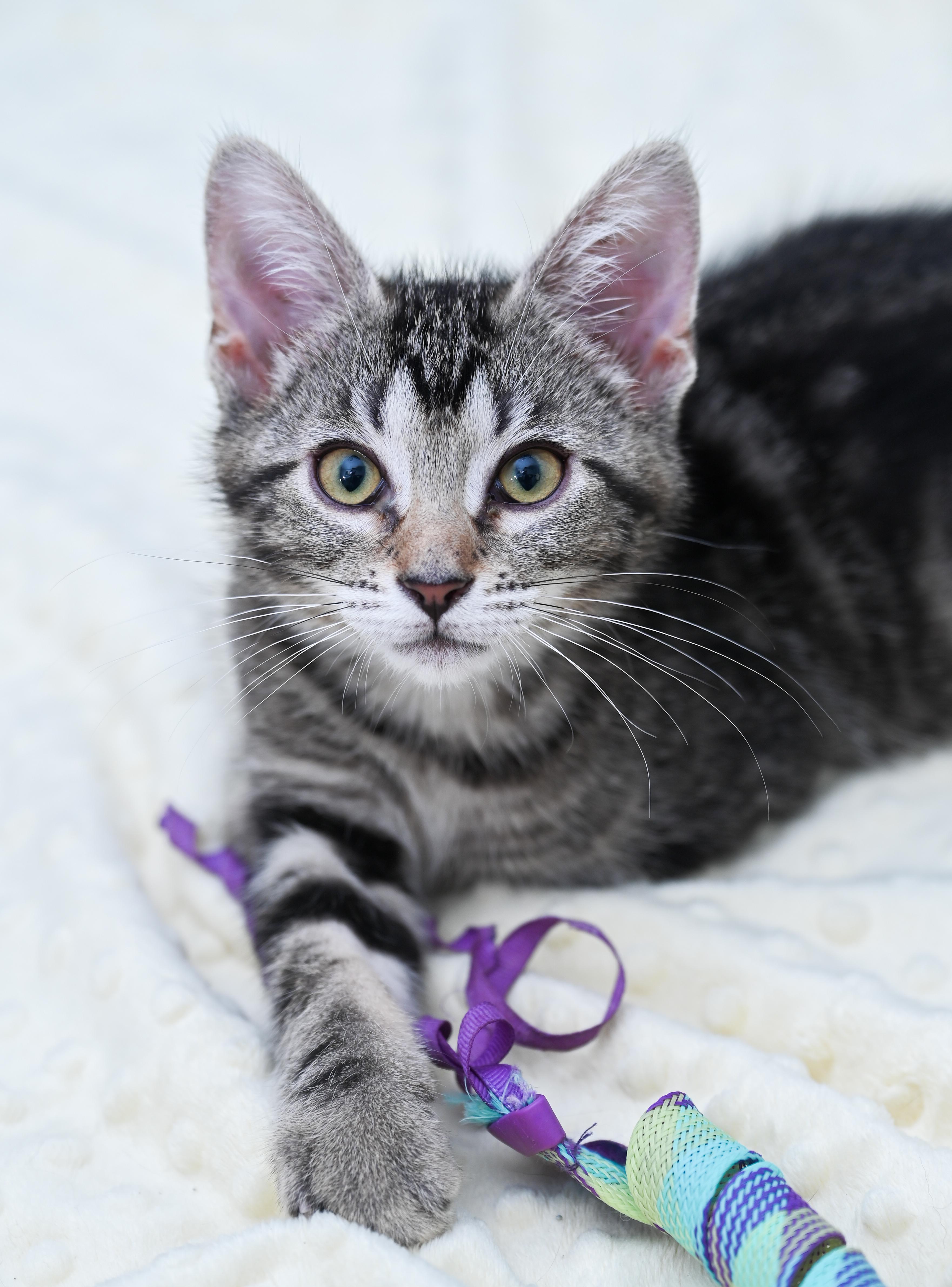 Enlarge Moon Pie, an adoptable mixed breed in Chattanooga, TN image 5/6