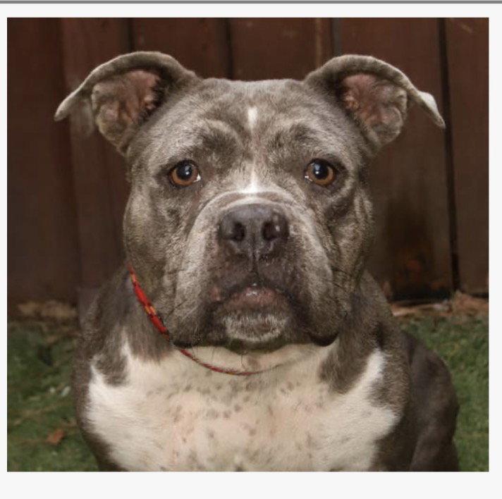 Rosie, Adoptable, Young Female English Bulldog & American Bulldog.