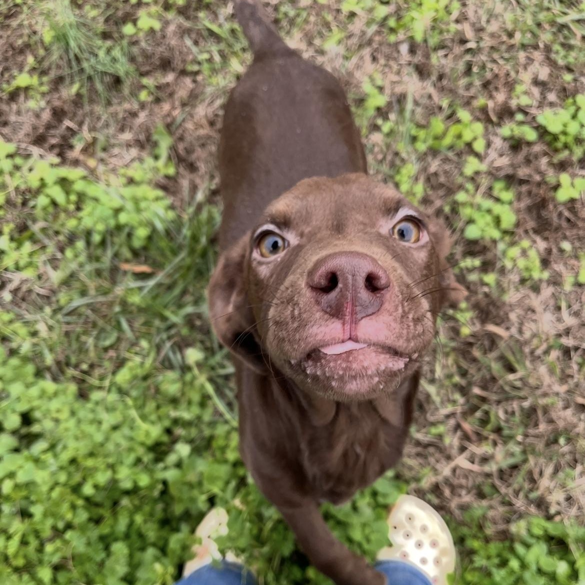 Zam, adopted, Young Male Chocolate Labrador Retriever & Pointer.