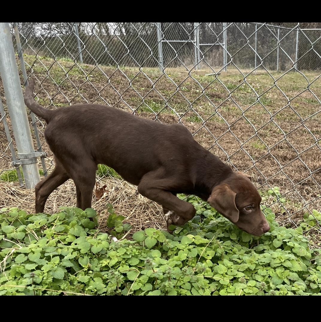 Zam, an adopted mixed breed in McKenzie, TN image 3/3