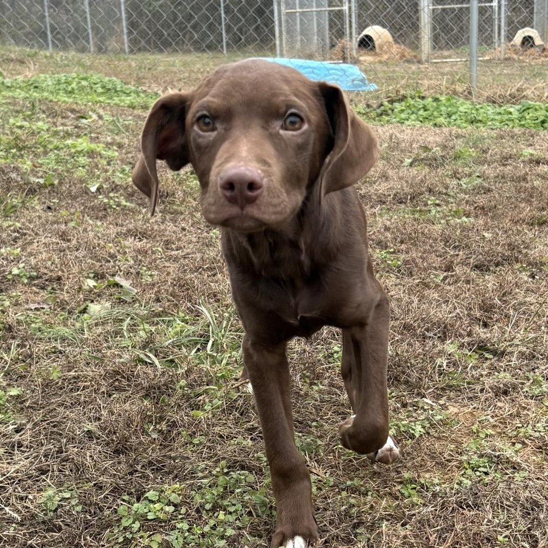 Zam, an adopted mixed breed in McKenzie, TN image 2/3