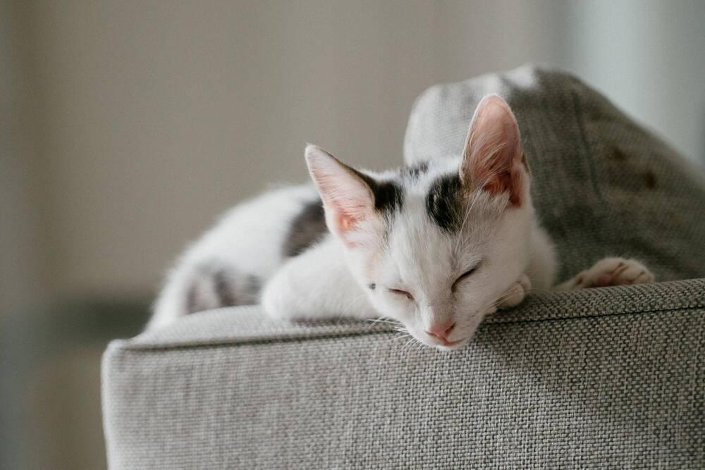Oliver, Adoptable, Young Male Domestic Short Hair.