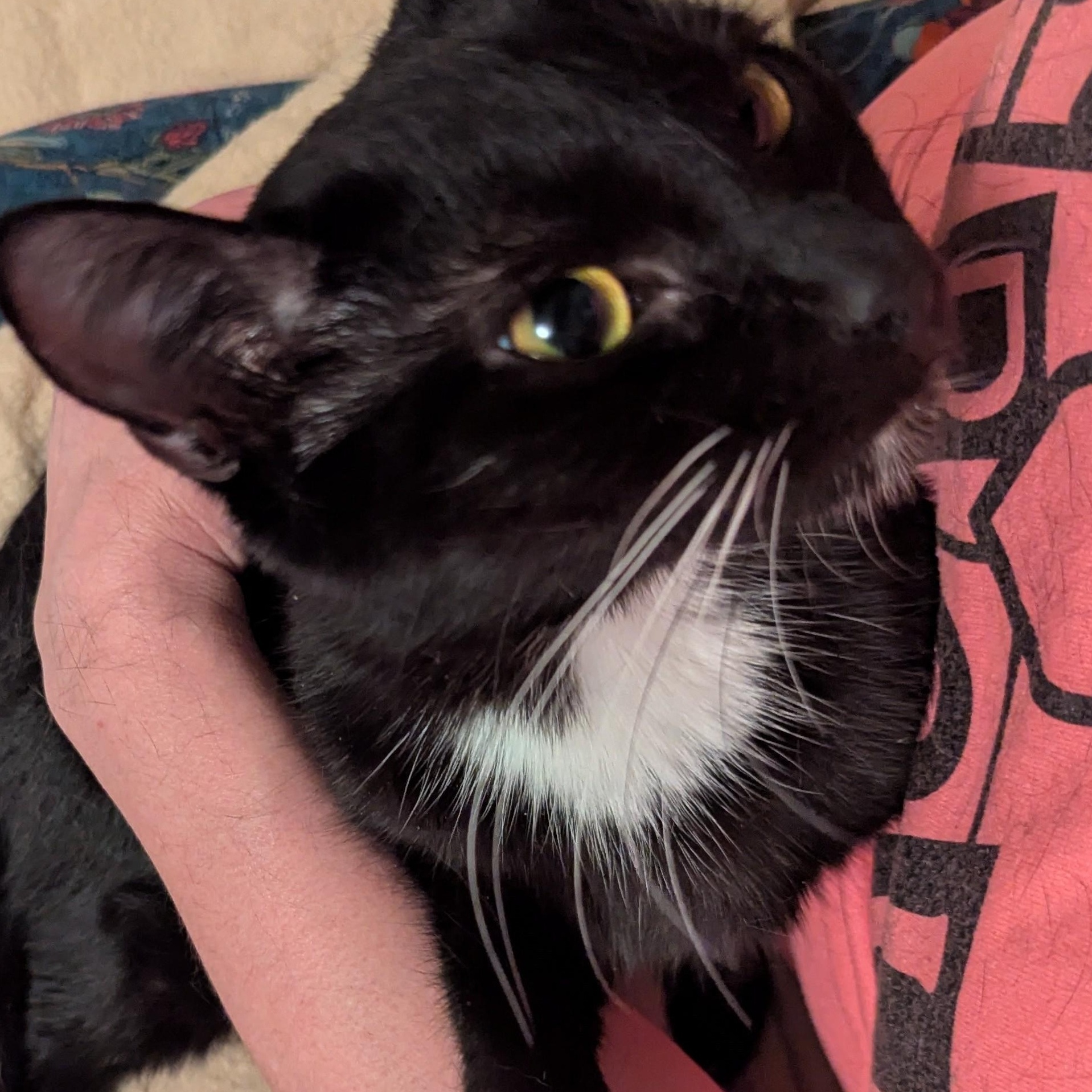 Enlarge Sofia, a Adoptable mixed breed in Livonia, MI image 1/6