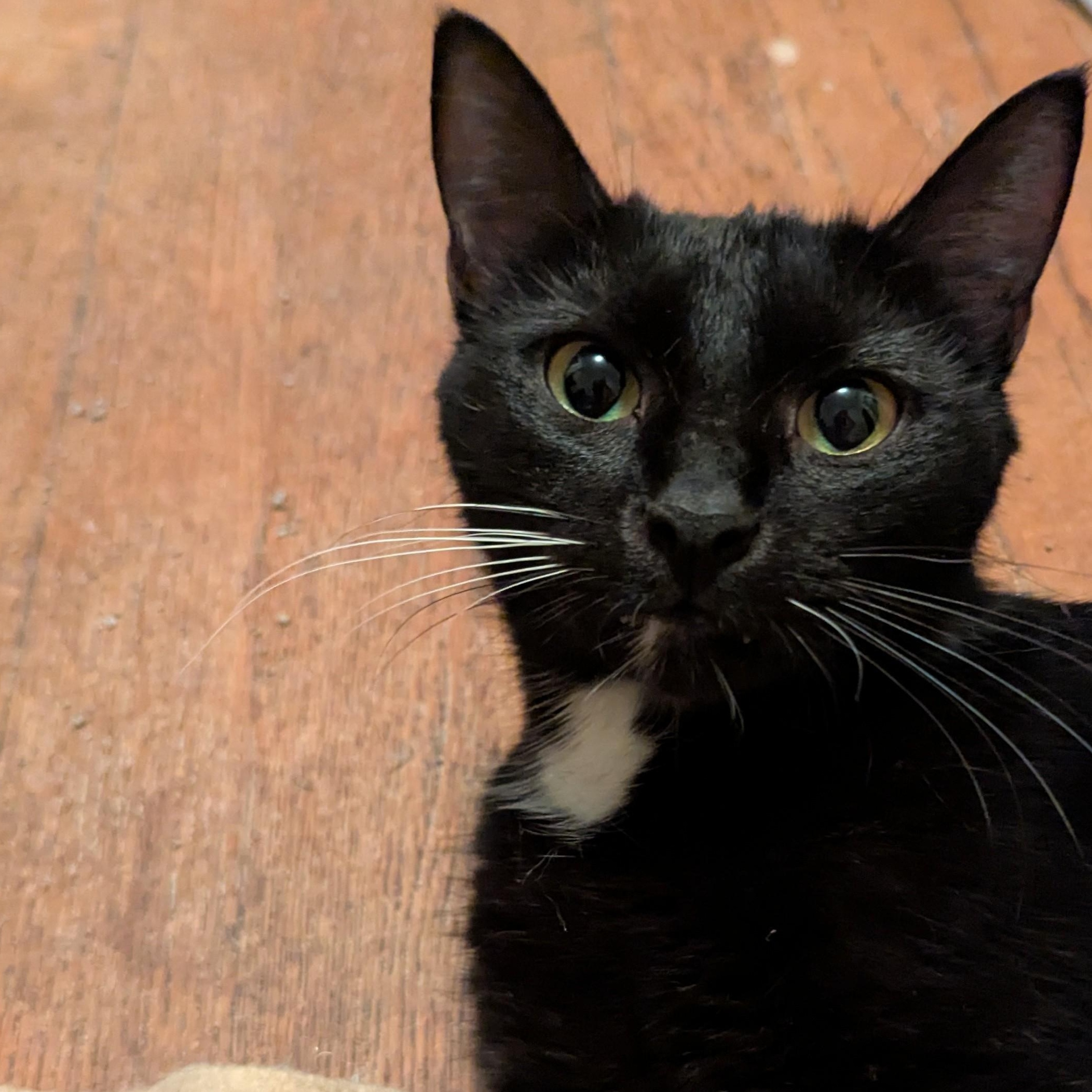 Enlarge Sofia, a Adoptable mixed breed in Livonia, MI image 4/6