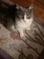 Enlarge Kitty Kelly, a Adoptable Domestic Medium Hair in Malabar, FL image 1/6