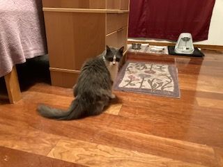 Enlarge Kitty Kelly, a Adoptable Domestic Medium Hair in Malabar, FL image 2/6