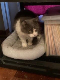 Enlarge Kitty Kelly, a Adoptable Domestic Medium Hair in Malabar, FL image 3/6