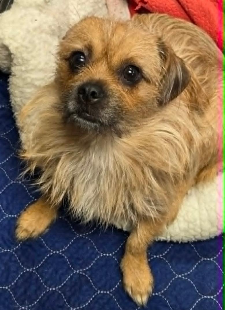 Enlarge Sadie, an adopted mixed breed in Lacona, NY image 5/5