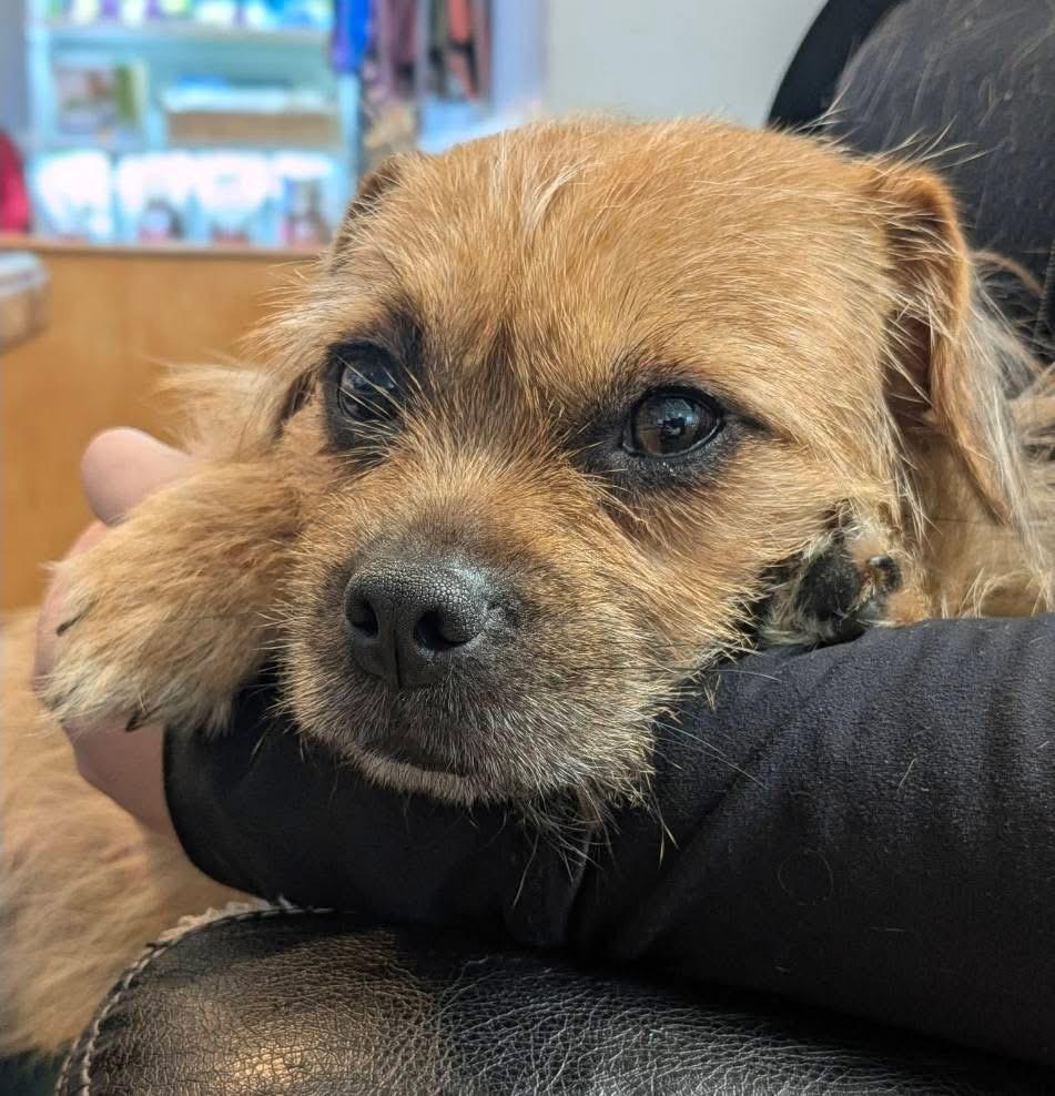 Enlarge Sadie, an adopted mixed breed in Lacona, NY image 2/5