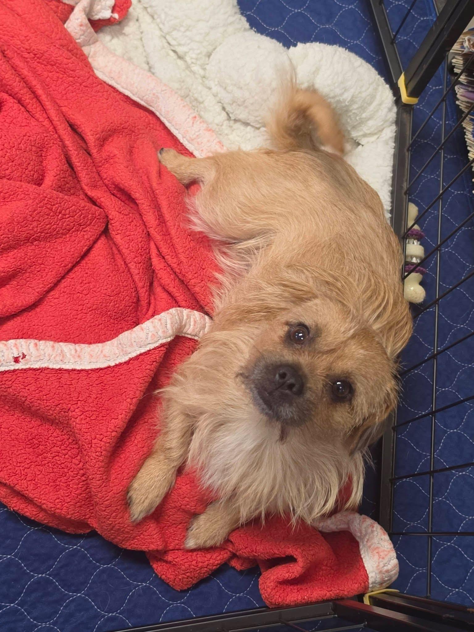 Enlarge Sadie, an adopted mixed breed in Lacona, NY image 3/5