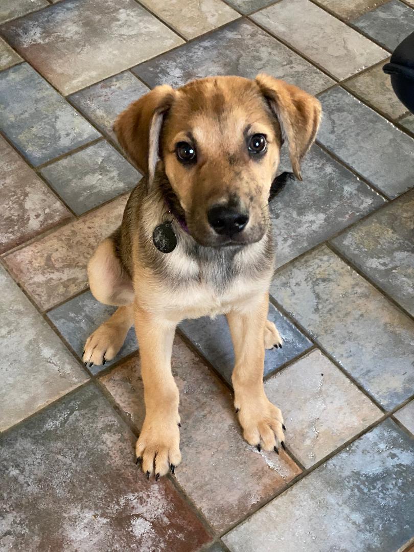 Enlarge Max AKA Grumpy, an adoptable mixed breed in Houston, TX image 1/5