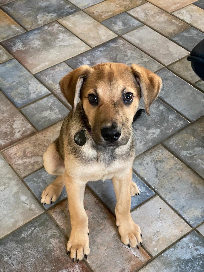 Enlarge Max AKA Grumpy, an adoptable mixed breed in Houston, TX image 4/5