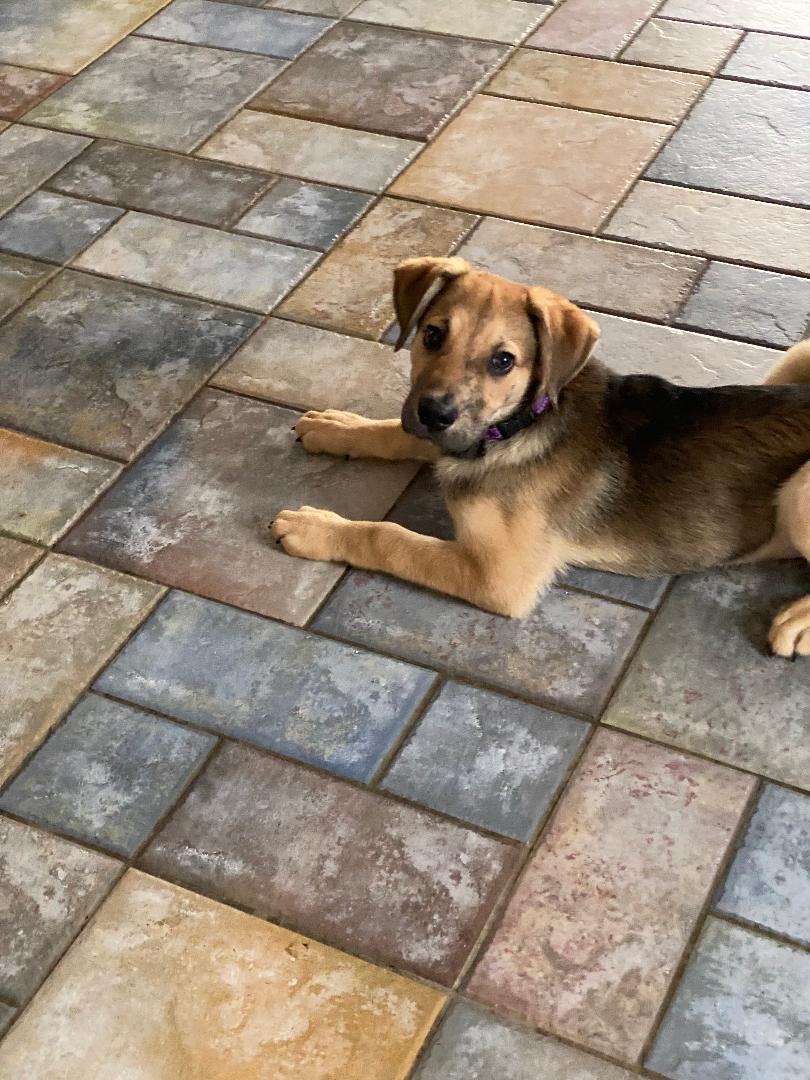 Enlarge Max AKA Grumpy, an adoptable mixed breed in Houston, TX image 2/5