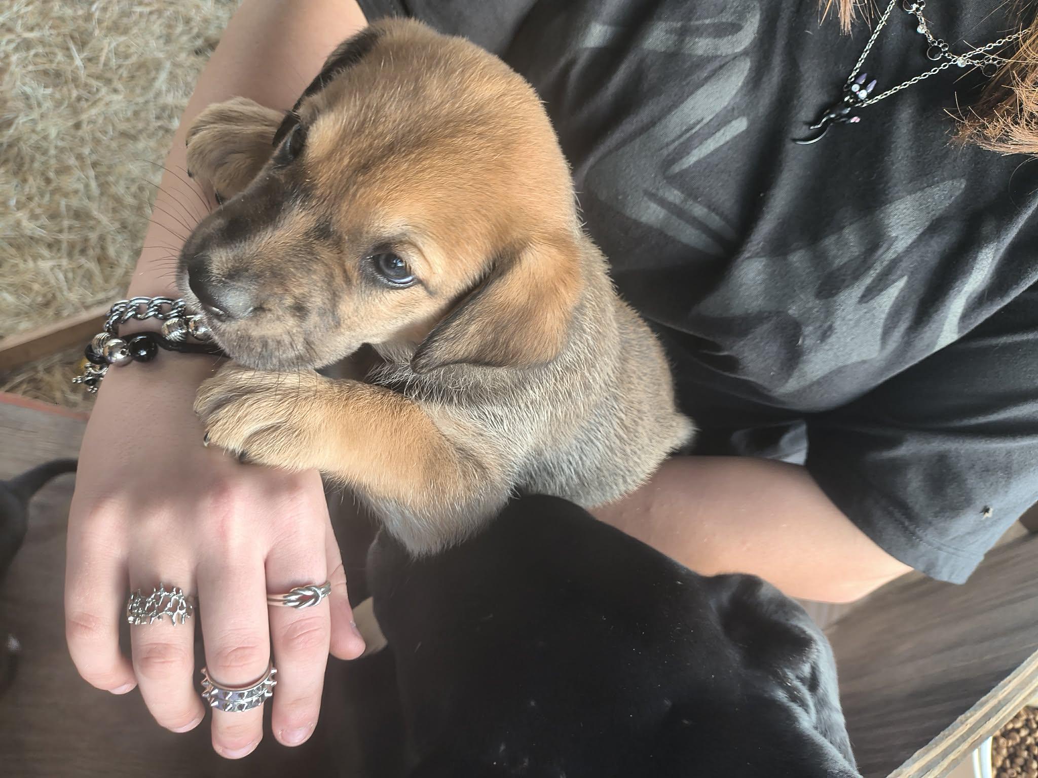 Grumpy, ADOPTABLE, Puppy Male Great Dane & German Shepherd Dog.
