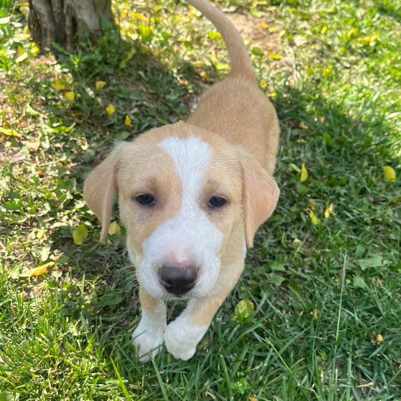 Enlarge Victoria, a Adopted Hound in Oswego, IL image 1/3