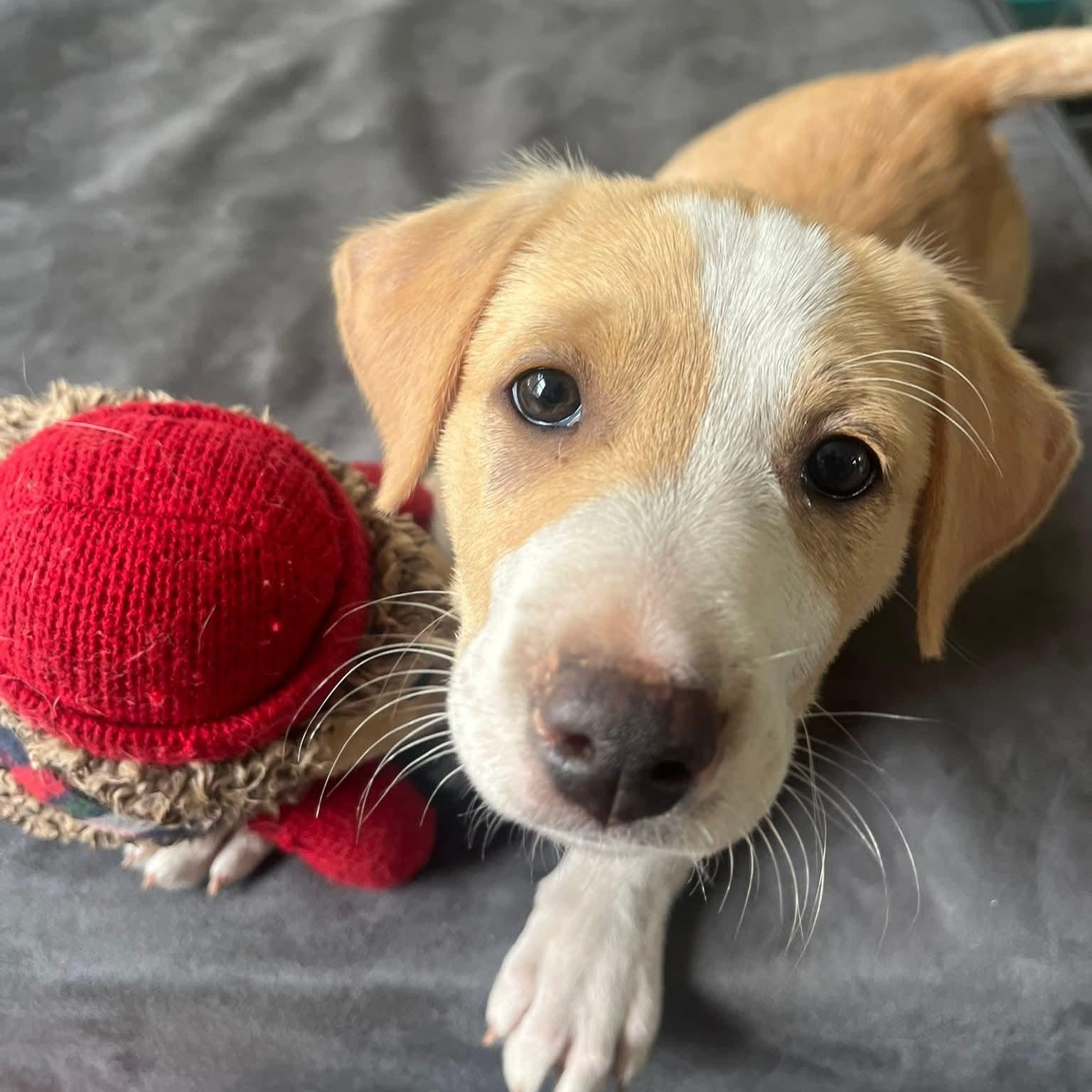 Enlarge Victoria, a Adopted Hound in Oswego, IL image 3/3