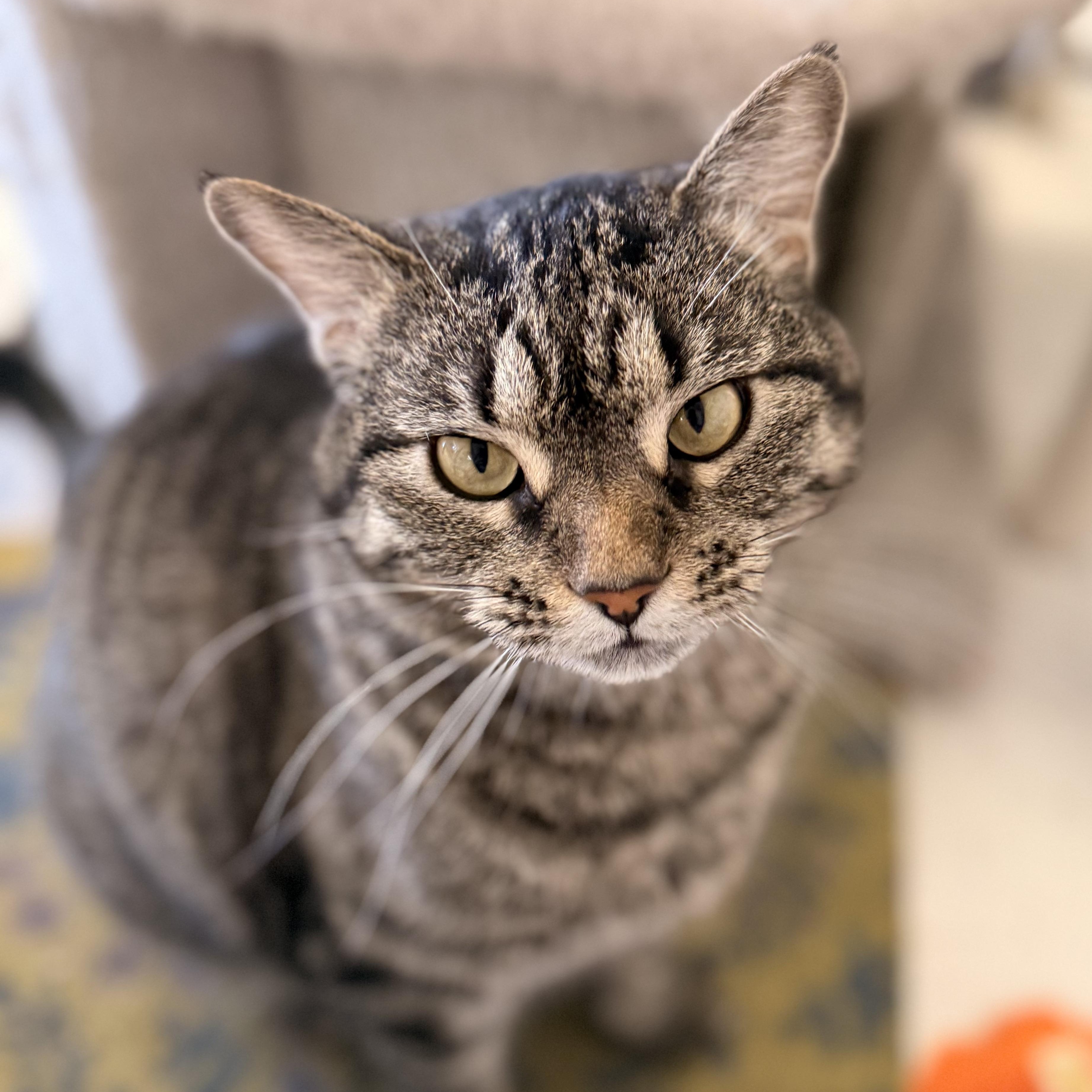 Maggie, a ADOPTABLE Domestic Short Hair in St. Louis, MO image 3/6
