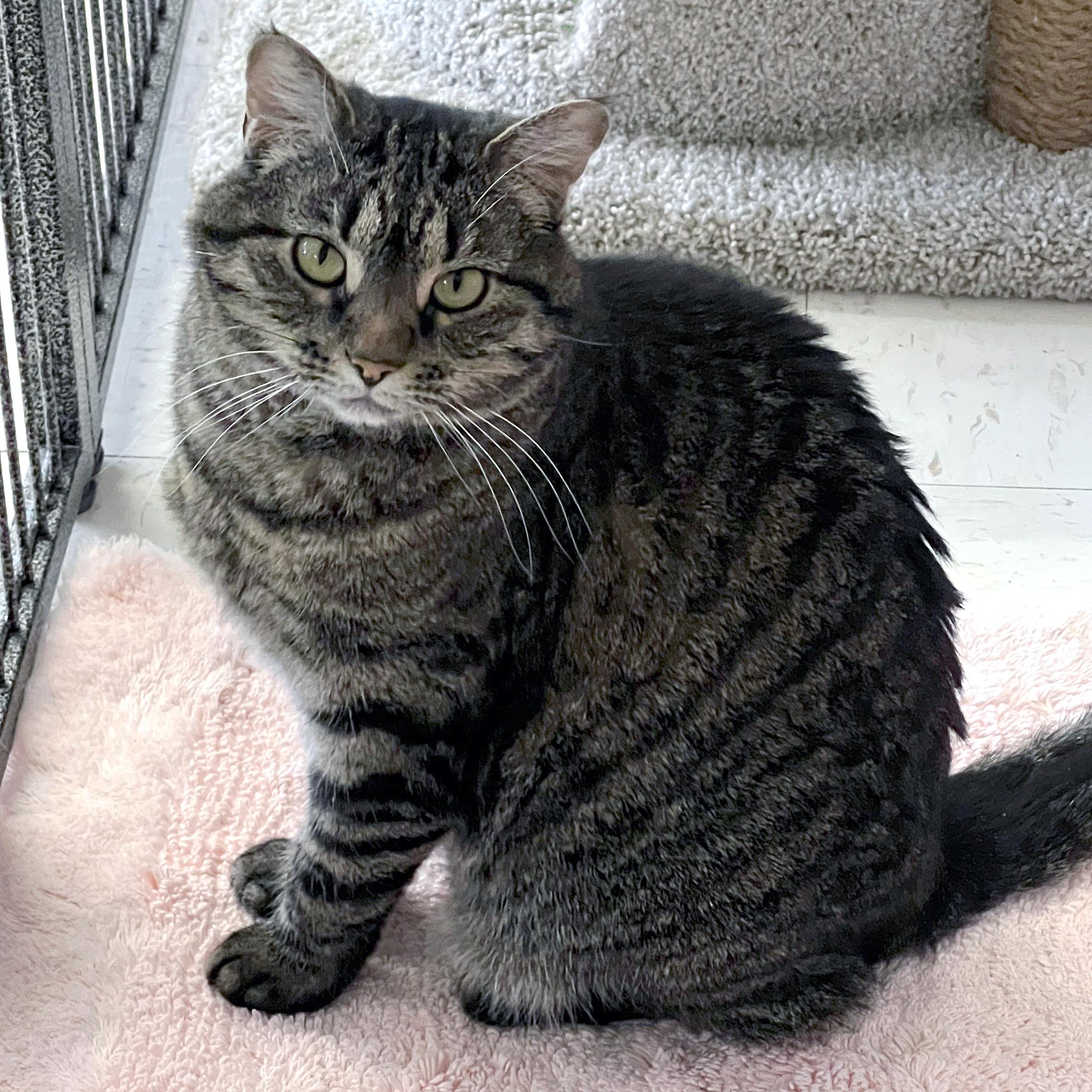 Maggie, a ADOPTABLE Domestic Short Hair in St. Louis, MO image 6/6