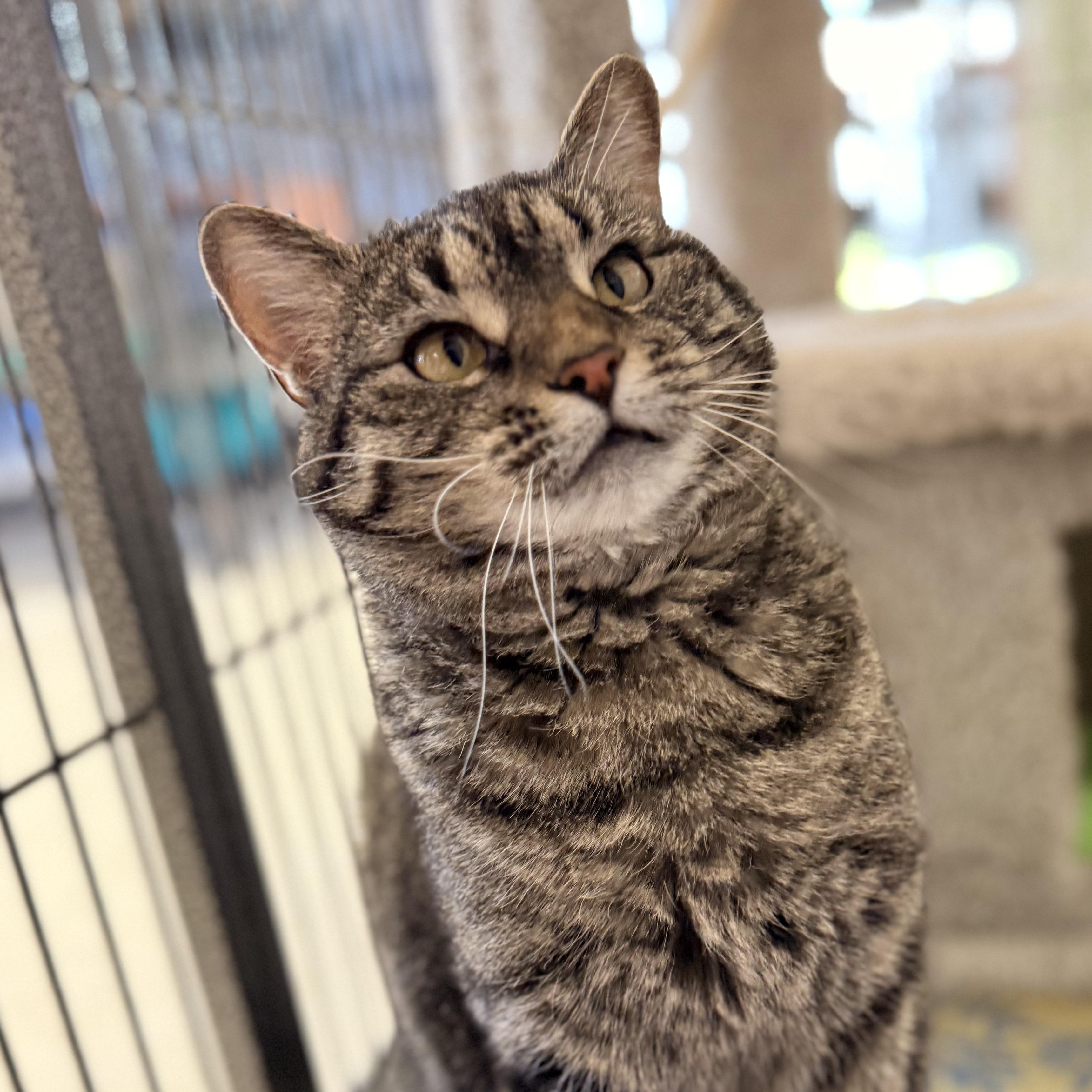 Maggie, ADOPTABLE, Adult Female Domestic Short Hair.