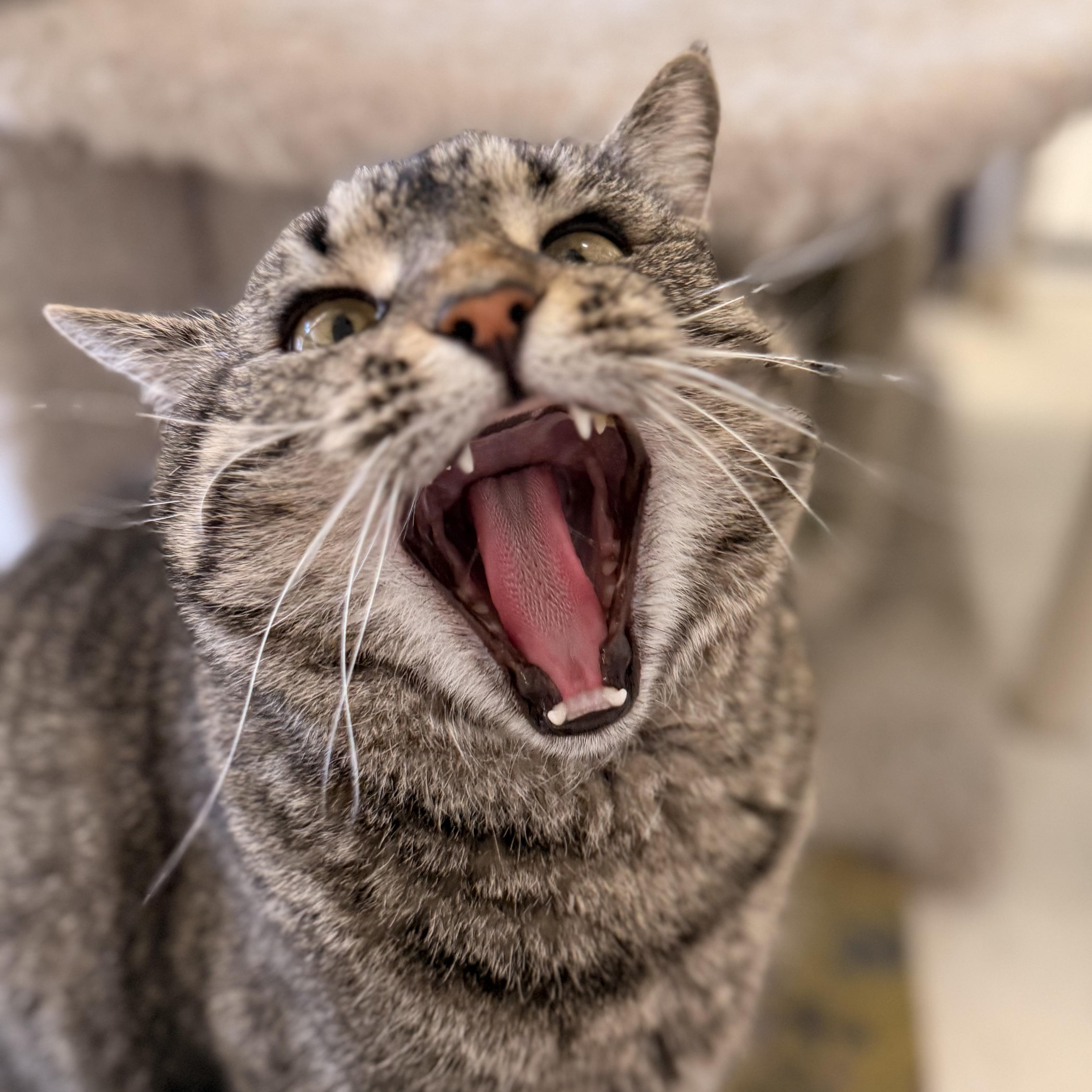 Maggie, a ADOPTABLE Domestic Short Hair in St. Louis, MO image 5/6