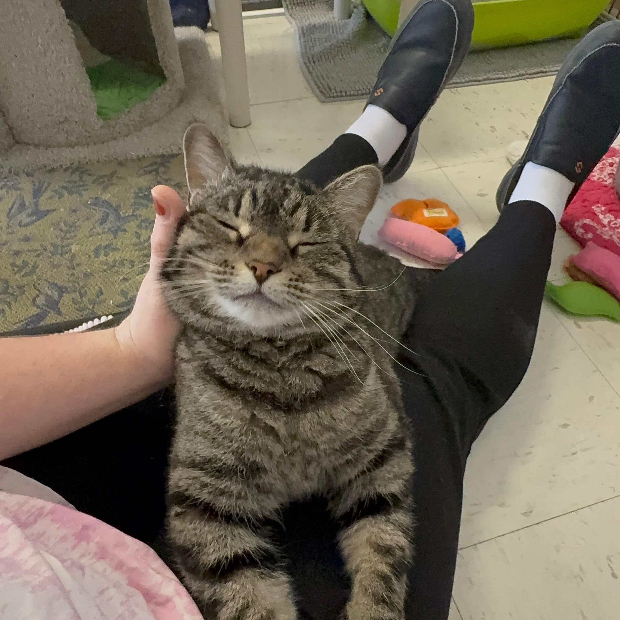 Maggie, a ADOPTABLE Domestic Short Hair in St. Louis, MO image 4/6