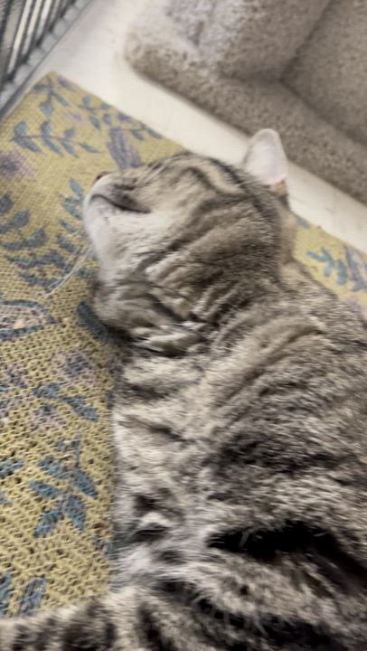 Enlarge Maggie, a ADOPTABLE Domestic Short Hair in St. Louis, MO video 2/6