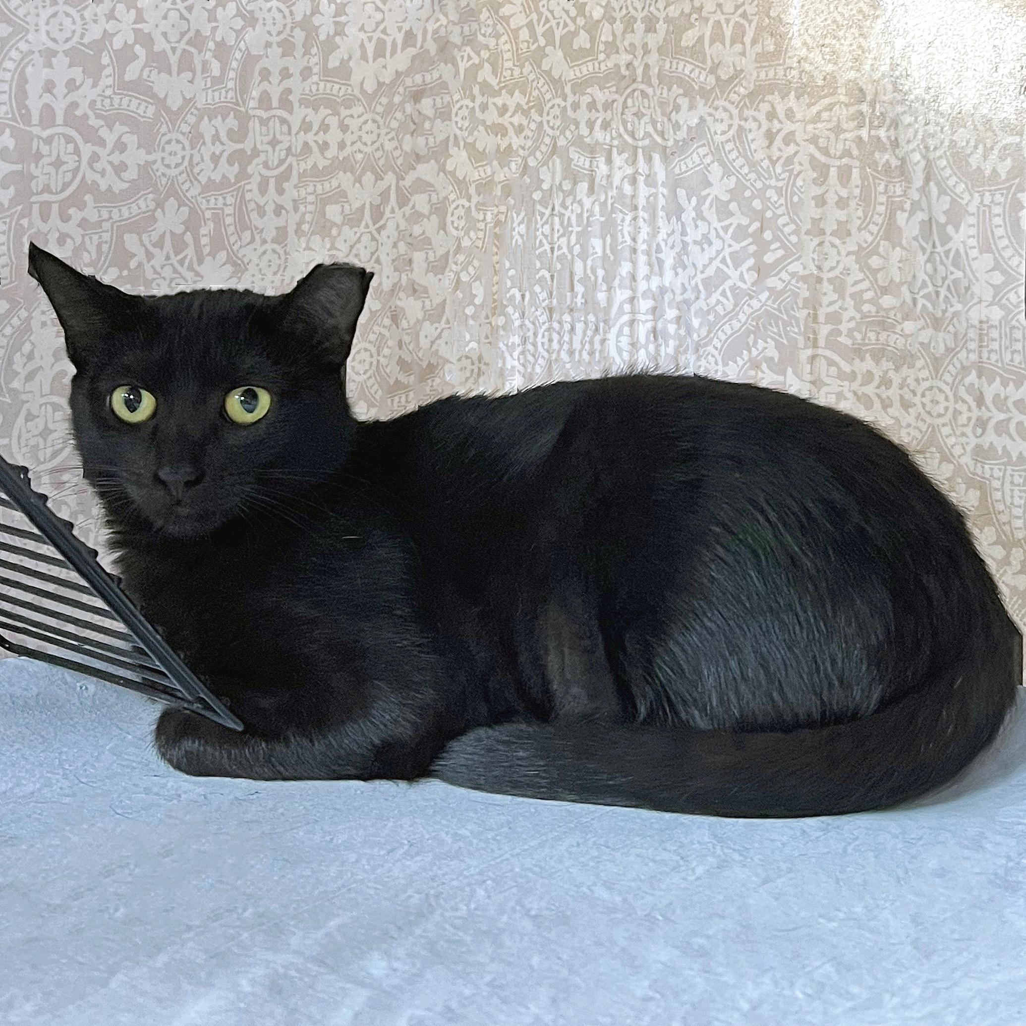 Enlarge Coraline, a Adoptable Domestic Short Hair in St. Louis, MO image 2/3