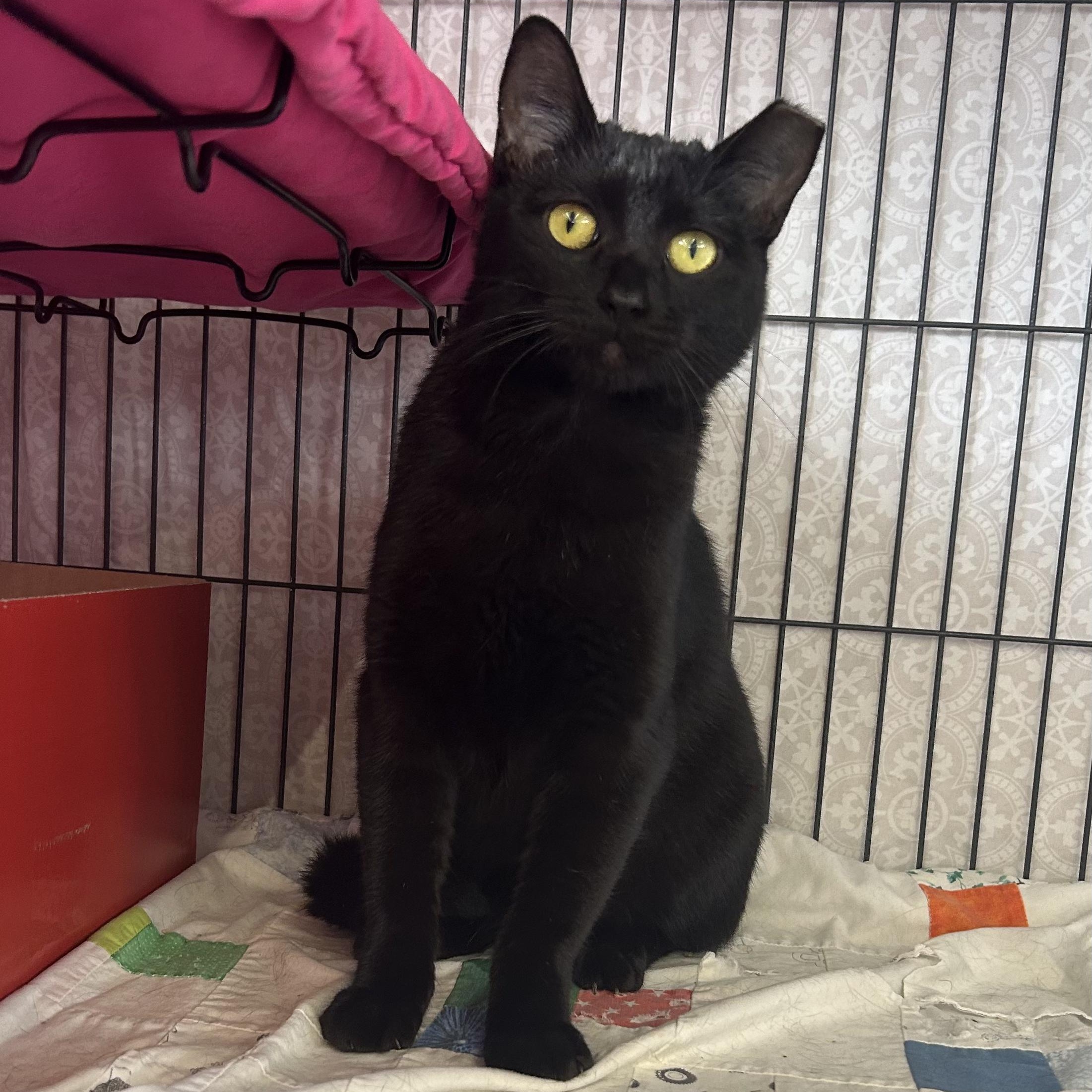 Coraline, Adoptable, Kitten Female Domestic Short Hair.