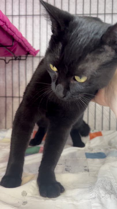 Enlarge Coraline, a Adoptable Domestic Short Hair in St. Louis, MO video 3/3