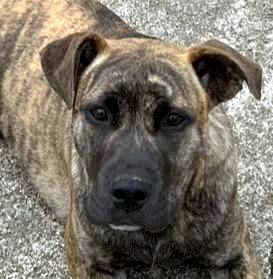 Enlarge Rosie, a Adoptable mixed breed in Portland, ME image 1/5