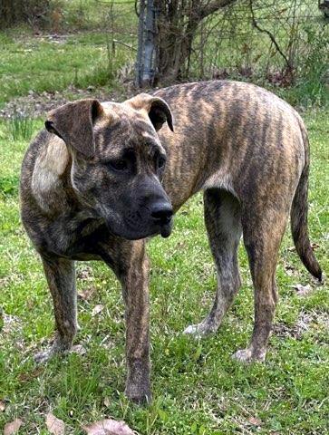 Enlarge Rosie, a Adoptable mixed breed in Portland, ME image 2/5