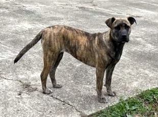 Enlarge Rosie, a Adoptable mixed breed in Portland, ME image 3/5