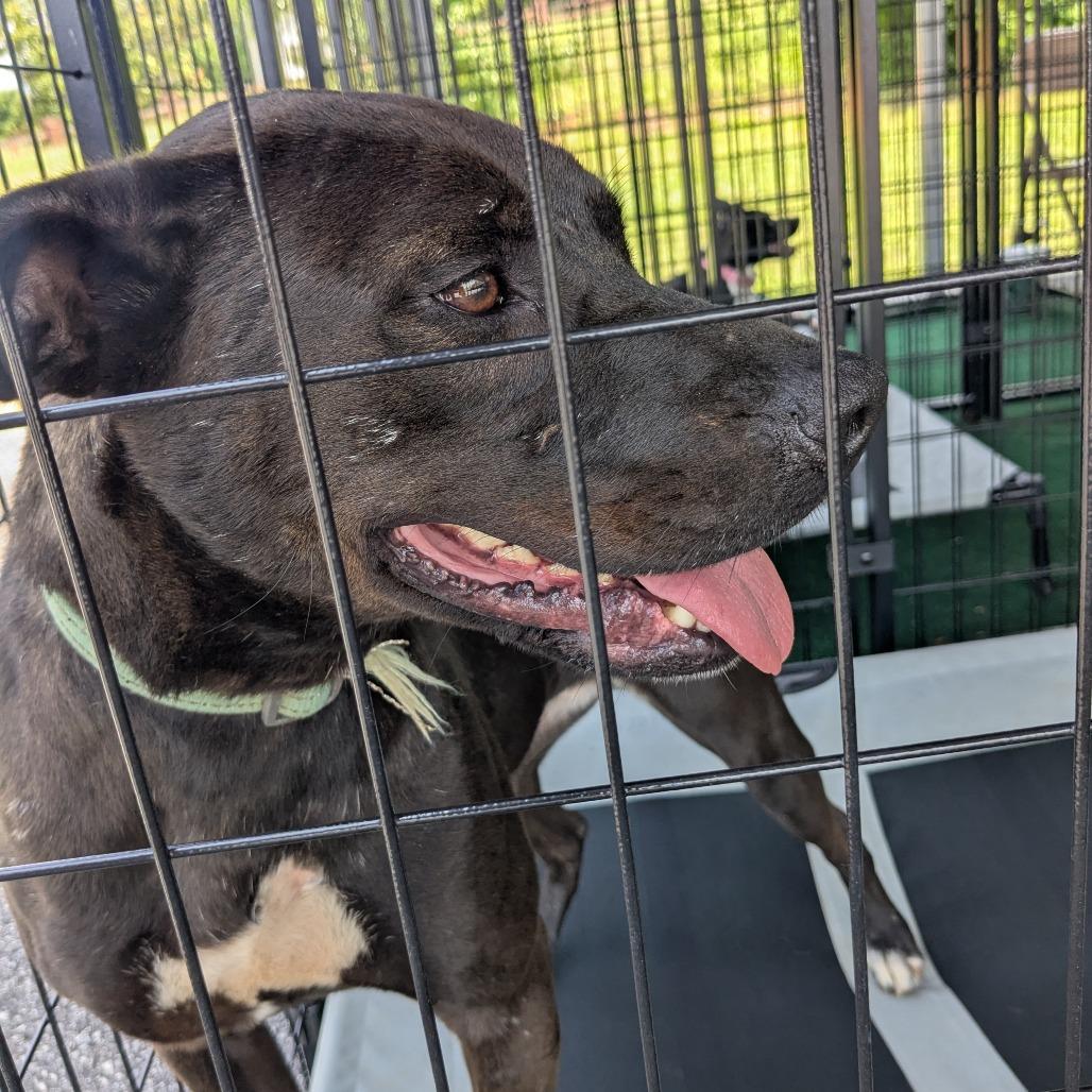Baby Girl, Adoptable, Adult Female Black Labrador Retriever & Mixed Breed.