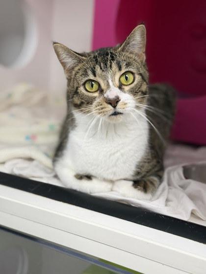 Baby, Adoptable, Adult Female Domestic Short Hair & Domestic Short Hair.