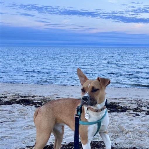 Sugar, an adoptable mixed breed in Grafton, MA image 3/6