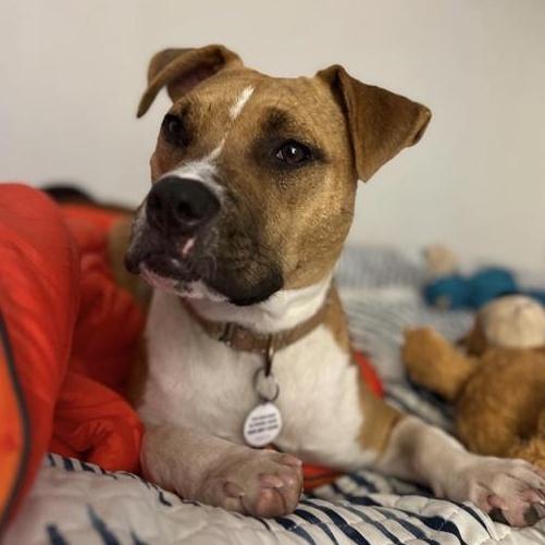 Sugar, an adoptable mixed breed in Grafton, MA image 2/6