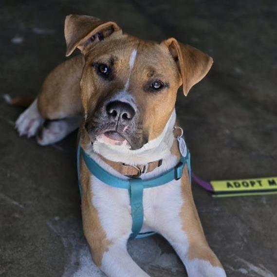Sugar, an adoptable mixed breed in Grafton, MA image 6/6
