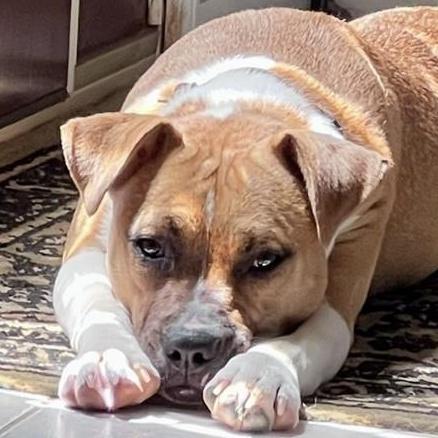 Sugar, an adoptable mixed breed in Grafton, MA image 1/6