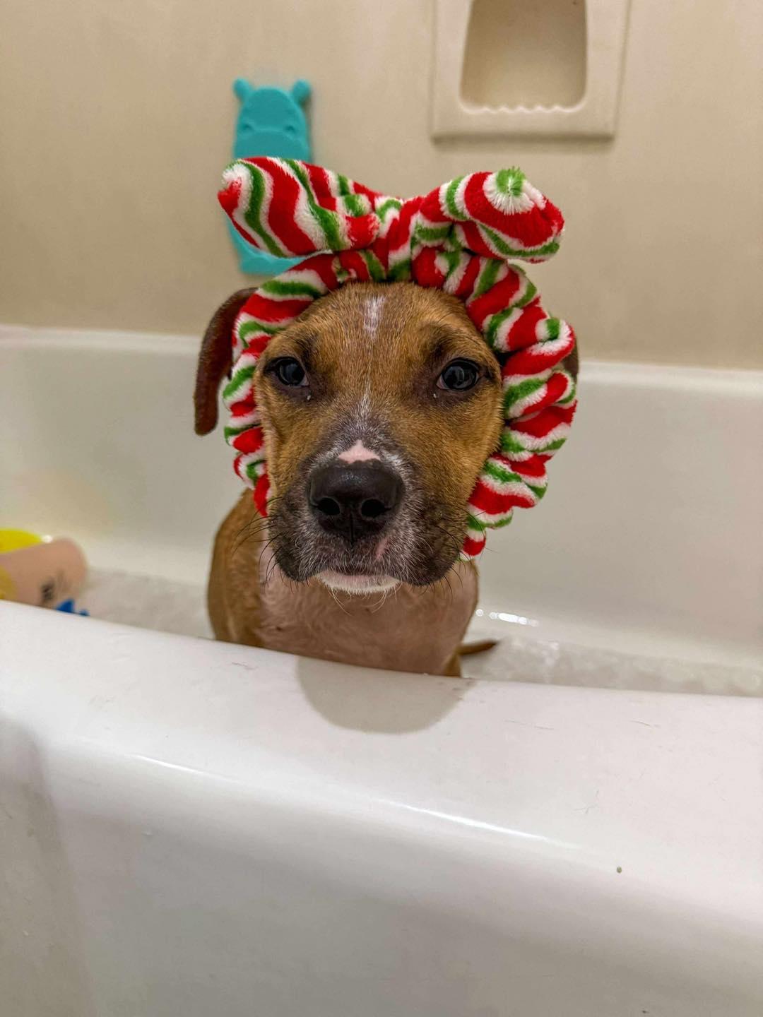 Sugar, a Adoptable mixed breed in Grafton, MA image 1/3