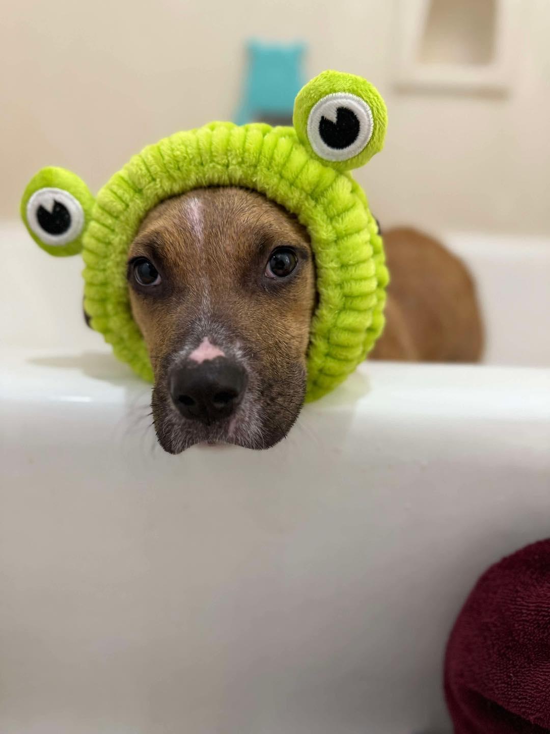 Sugar, a Adoptable mixed breed in Grafton, MA image 2/3