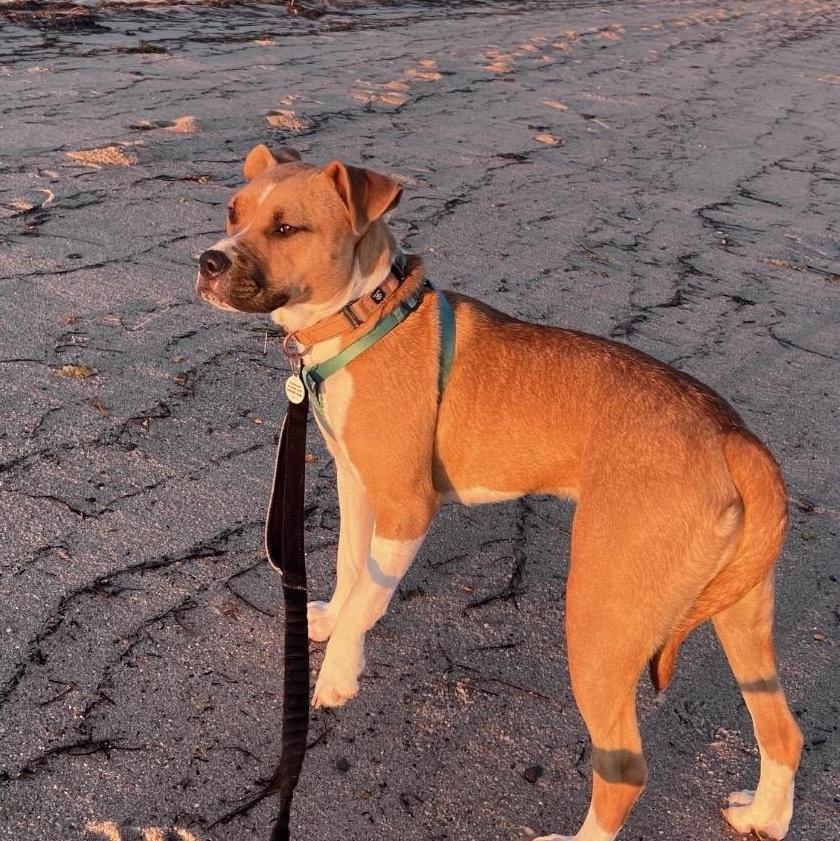 Sugar, an adoptable mixed breed in Grafton, MA image 4/6