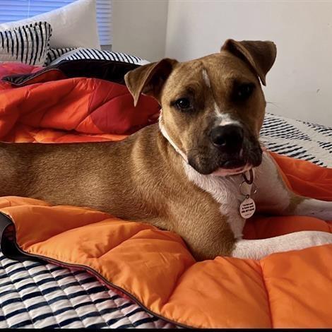 Sugar, an adoptable mixed breed in Grafton, MA image 5/6