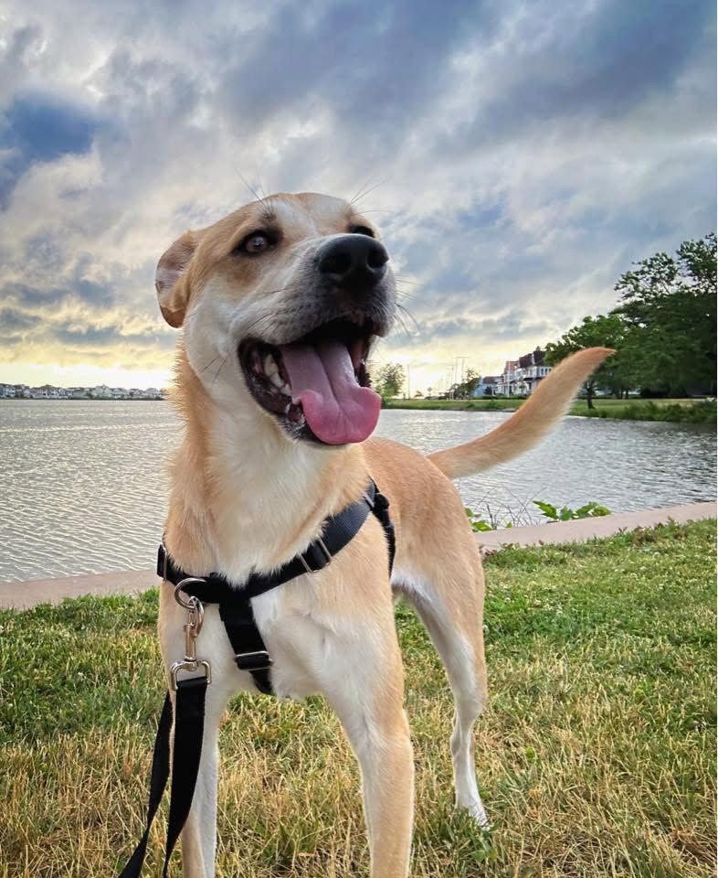 Enlarge Buttercup (lab) - as sweet as her name, a Adoptable Labrador Retriever in Oakhurst, NJ image 1/3