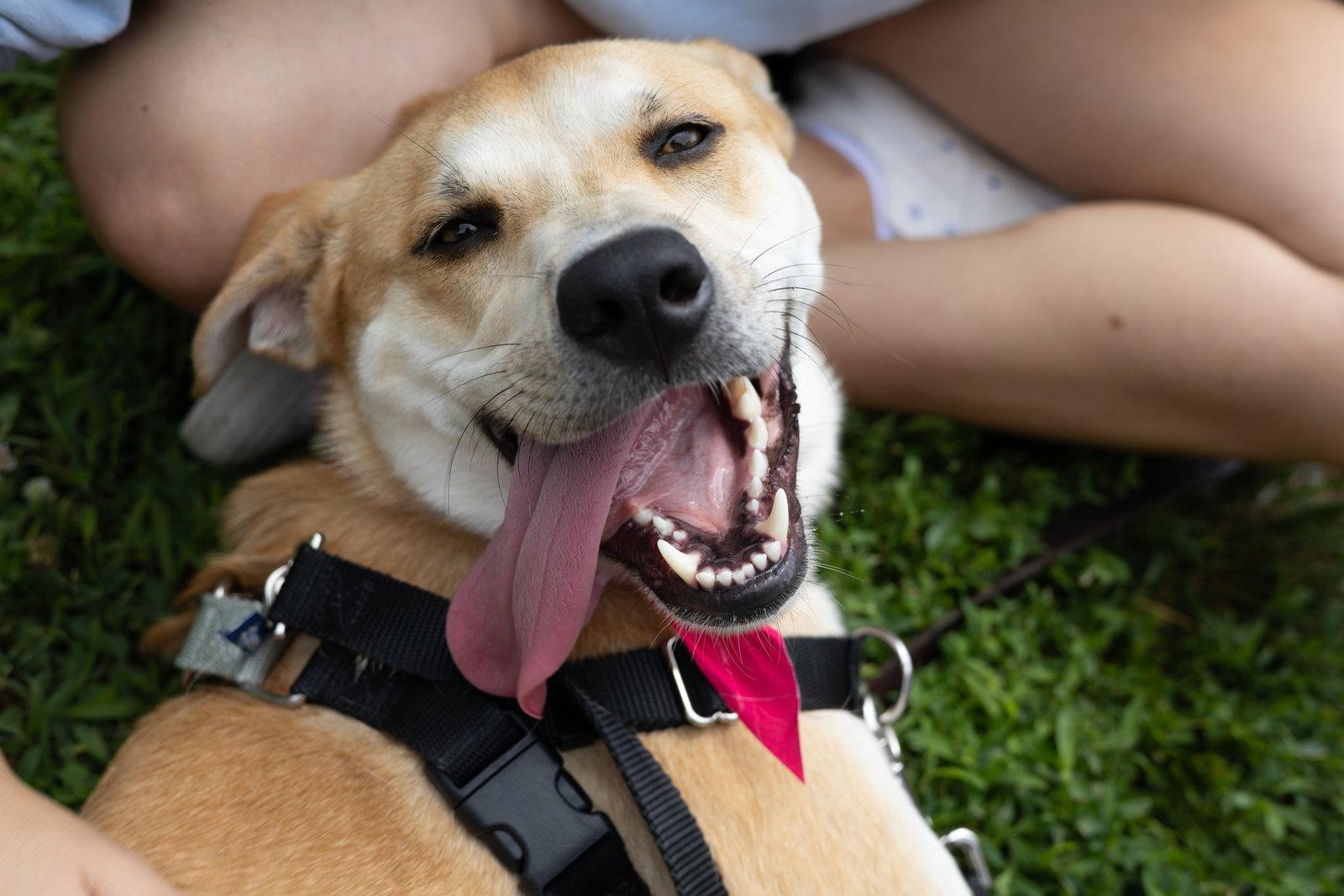 Enlarge Buttercup (lab) - as sweet as her name, a Adoptable Labrador Retriever in Oakhurst, NJ image 2/3