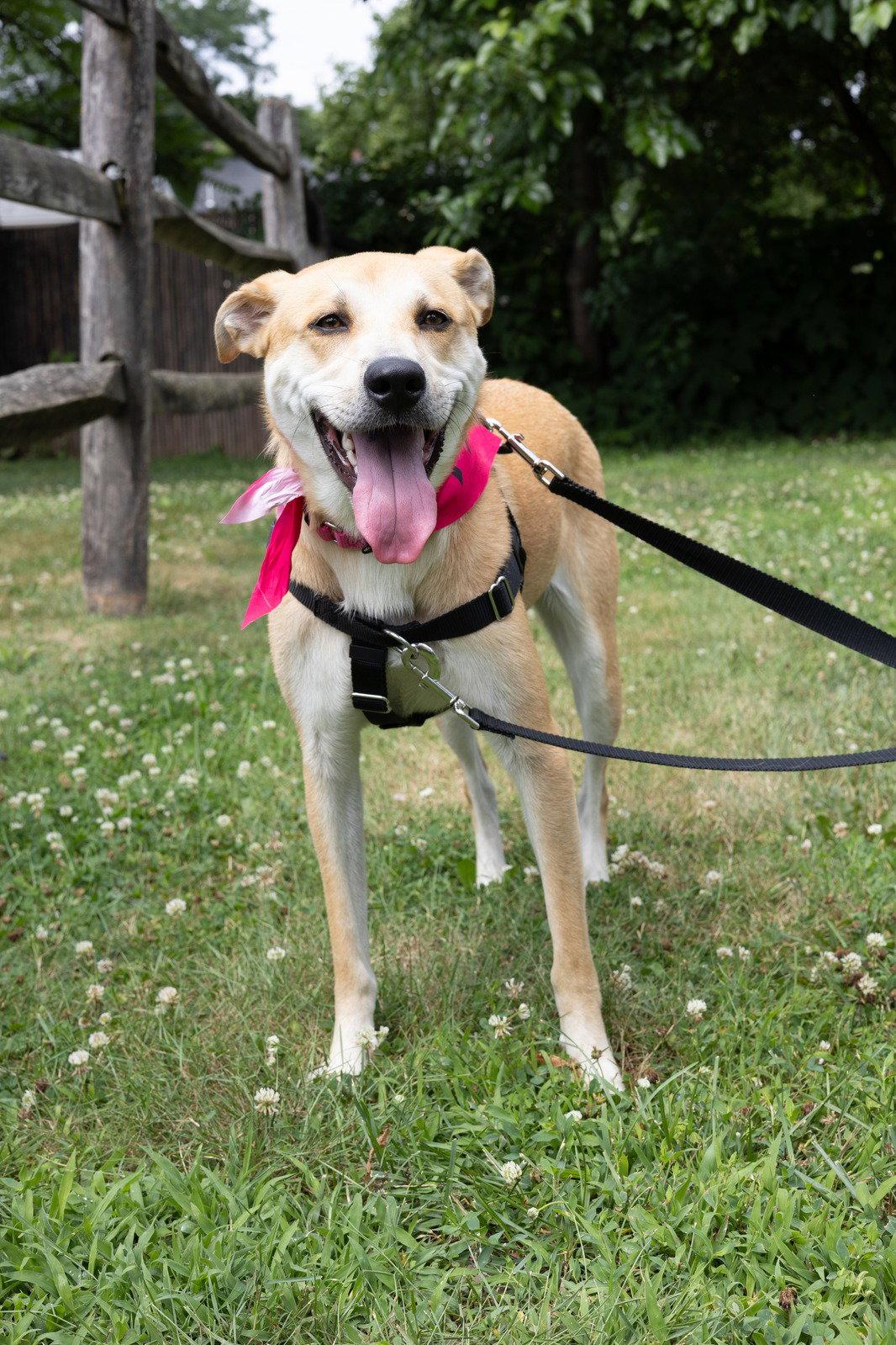 Enlarge Buttercup (lab) - as sweet as her name, a Adoptable Labrador Retriever in Oakhurst, NJ image 3/3