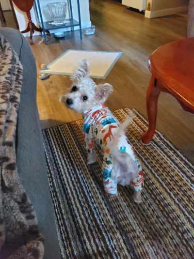 LEXI, Adopted, Young Female Maltese & Yorkshire Terrier.