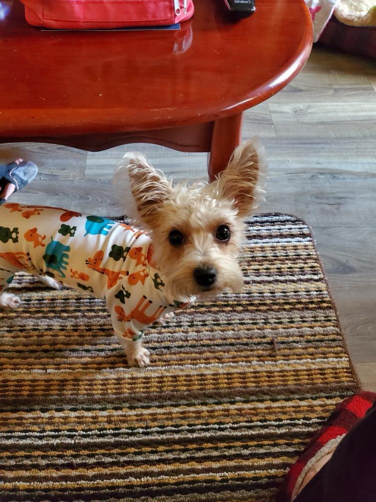 LEXI, a Adopted mixed breed in Surrey, BC image 2/2