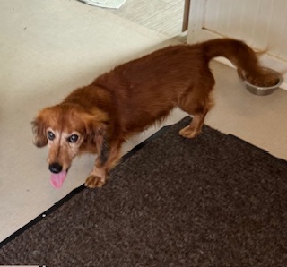 Enlarge Baron VonSniffer, a Adopted Dachshund (Long Haired) in Fairfield Bay, AR image 1/5