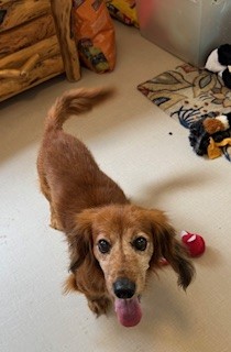Enlarge Baron VonSniffer, a Adopted Dachshund (Long Haired) in Fairfield Bay, AR image 3/5